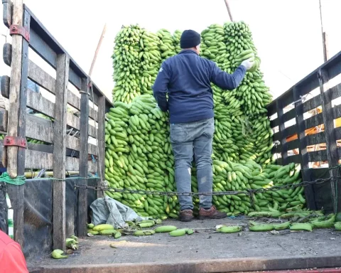 El arroz y el guineo tuvieron alzas en noviembre pasado