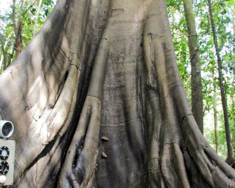 Technologies monitor biodiversity, trees and air in the Amazon