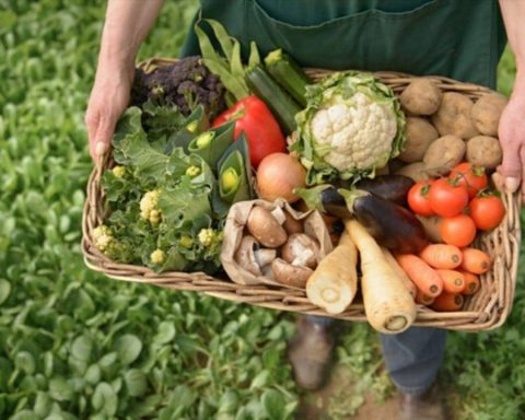 El índice de precios de alimentos de 2024 estuvo un 2,1% por debajo de su promedio de 2023, según la FAO    