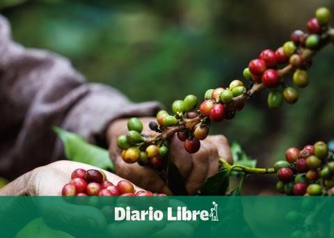 The price of Arabica coffee rises up to 90% during 2024