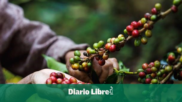 The price of Arabica coffee rises up to 90% during 2024