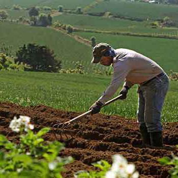 Piden régimen especial para producción agropecuaria