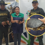 They rescue wild turtles abandoned on the Tumaco road in a bag