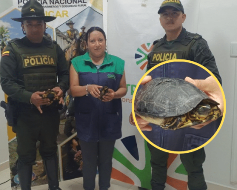 They rescue wild turtles abandoned on the Tumaco road in a bag