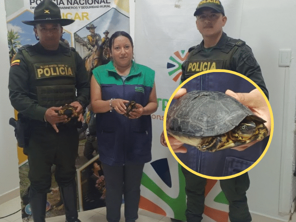 They rescue wild turtles abandoned on the Tumaco road in a bag