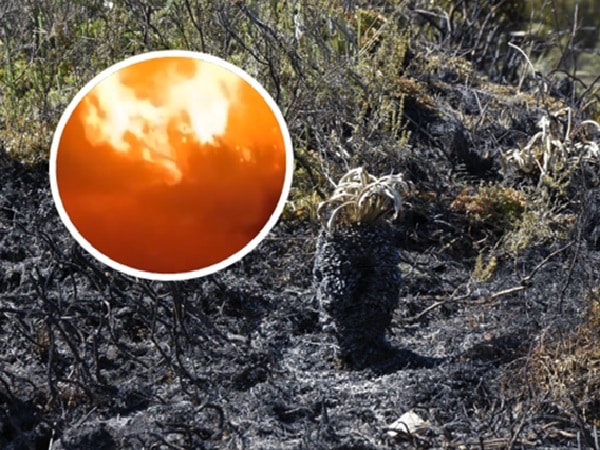 Incendio forestal en el Parque Natural Chingazá.