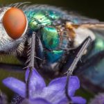 What spiritual meaning does it have to find large flies in your home, according to Feng Shui?