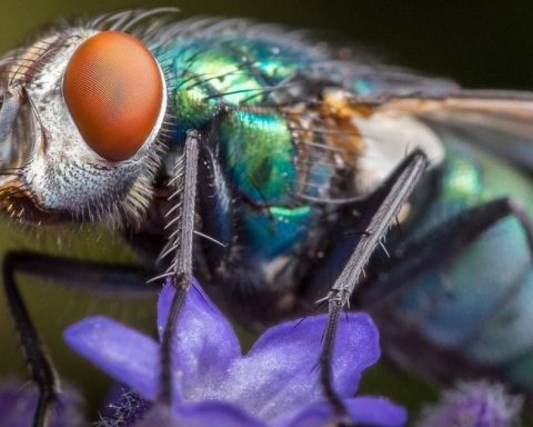 What spiritual meaning does it have to find large flies in your home, according to Feng Shui?