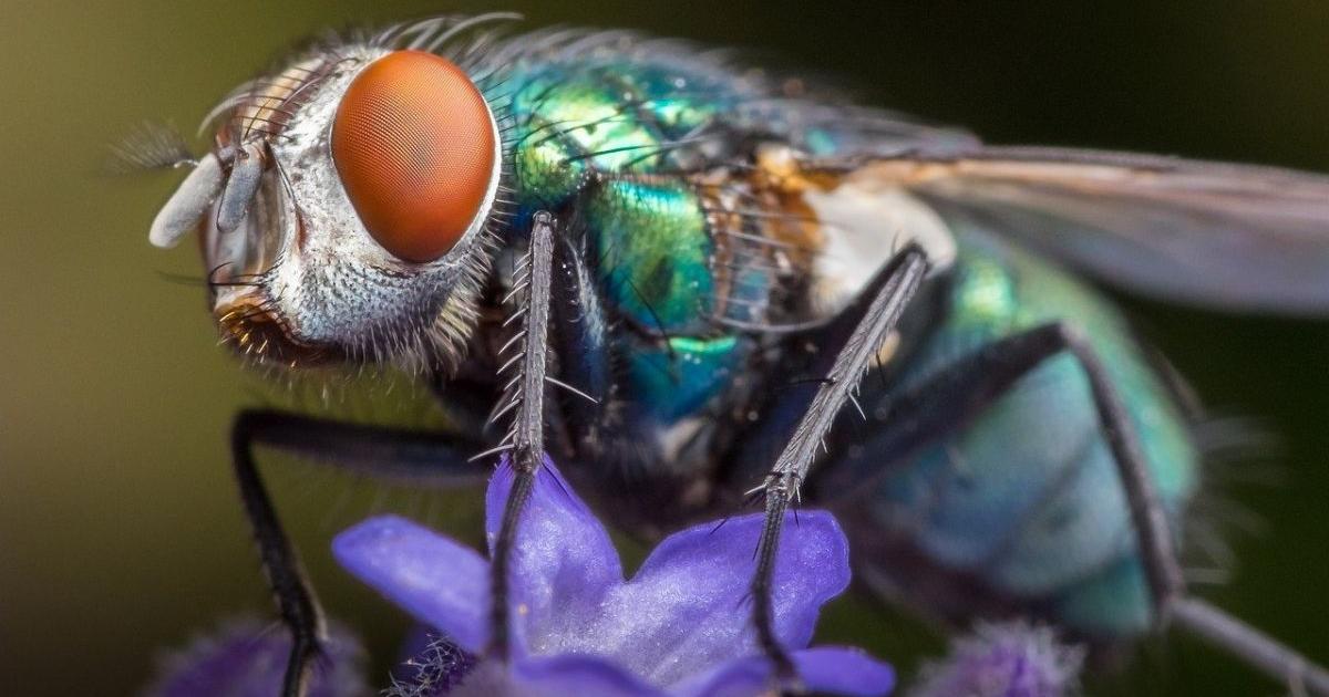 What spiritual meaning does it have to find large flies in your home, according to Feng Shui?