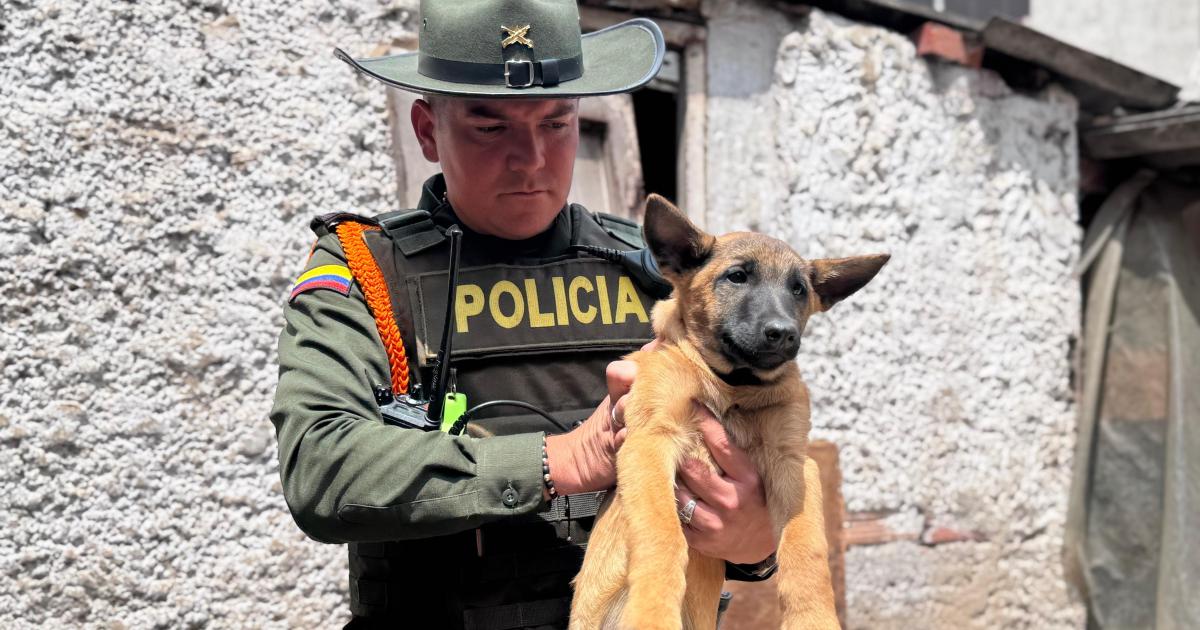 10 animals rescue in alleged illegal hatchery in Kennedy