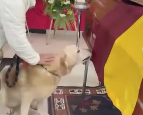 A goodbye marked by loyalty: puppy did not take off from the coffin of its owner and threw inconsolably during funeral