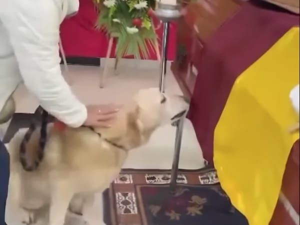 A goodbye marked by loyalty: puppy did not take off from the coffin of its owner and threw inconsolably during funeral