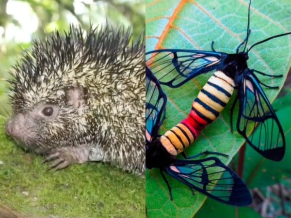 Una nueva especie de puercoespín y otros hallazgos científicos en Colombia