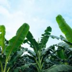 Asbama strengthens ties in Germany for the future of Colombian bananas