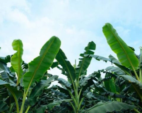 Asbama strengthens ties in Germany for the future of Colombian bananas