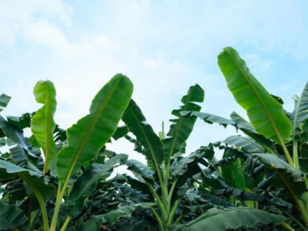 Asbama strengthens ties in Germany for the future of Colombian bananas