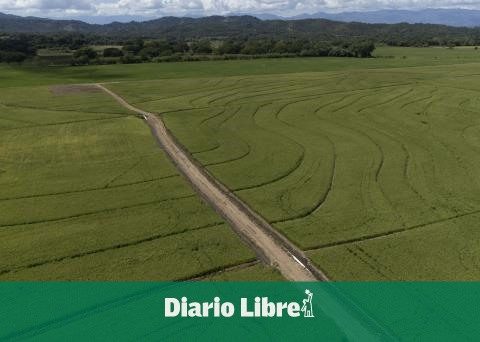 Can Trump tariffs affect RD rice production?