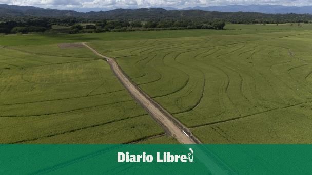 Can Trump tariffs affect RD rice production?