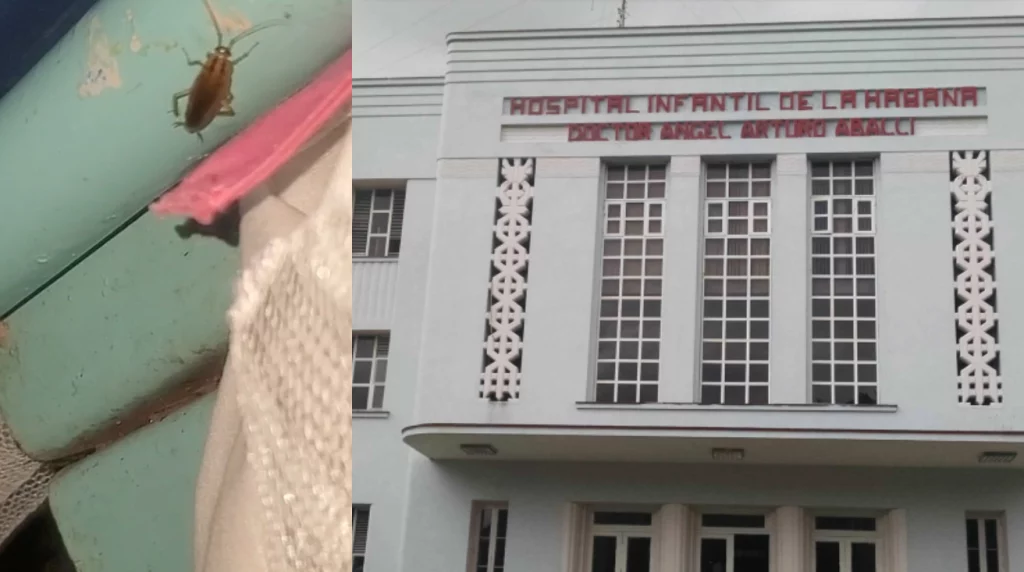 Cockroach and bed bugs in Havana Children's Hospital