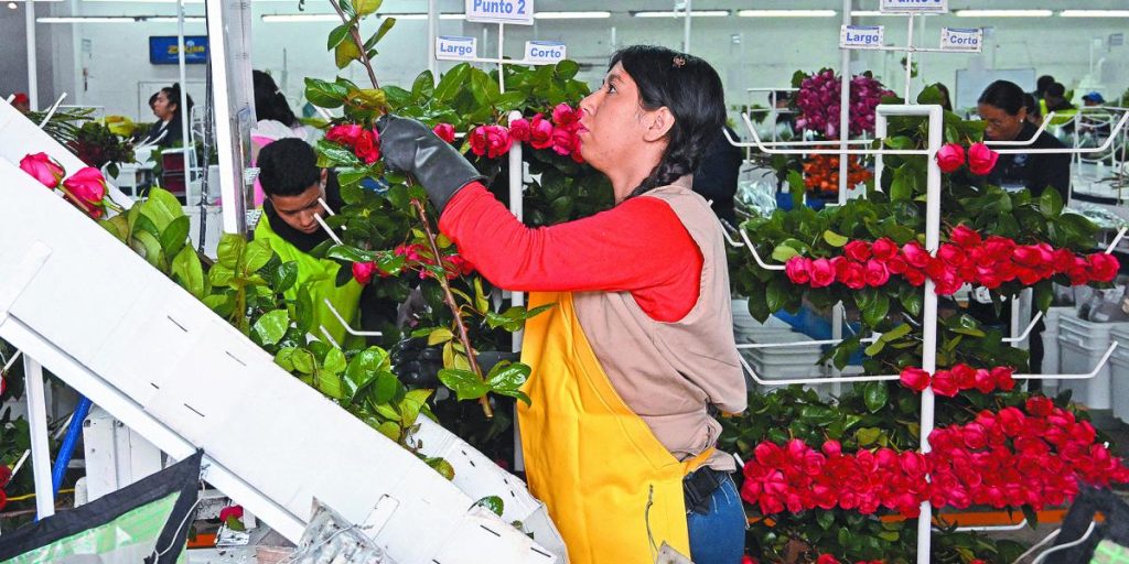 Colombian flower achieves 18% of their annual sale in Valentine