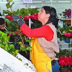 Colombian flower achieves 18% of their annual sale in Valentine