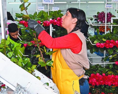 Colombian flower achieves 18% of their annual sale in Valentine