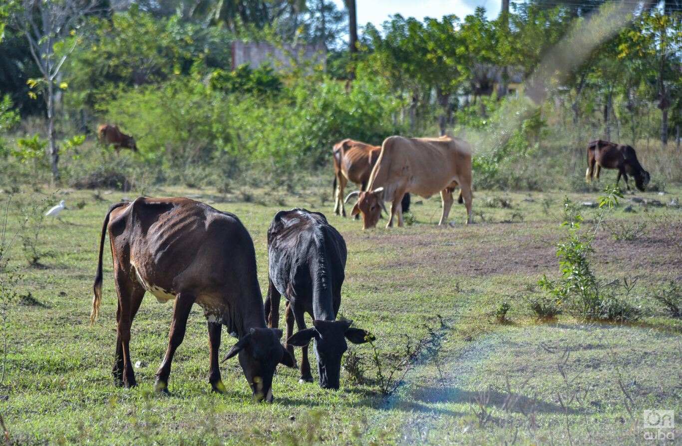 Confirmed tendency to decrease: less than three million cows after government counting