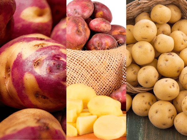 Creole Papa, Pastusa and Sabanera: Among the most popular in the world