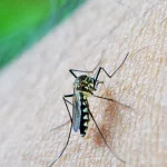 Dengue and yellow fever have increased cases and deaths in São Paulo