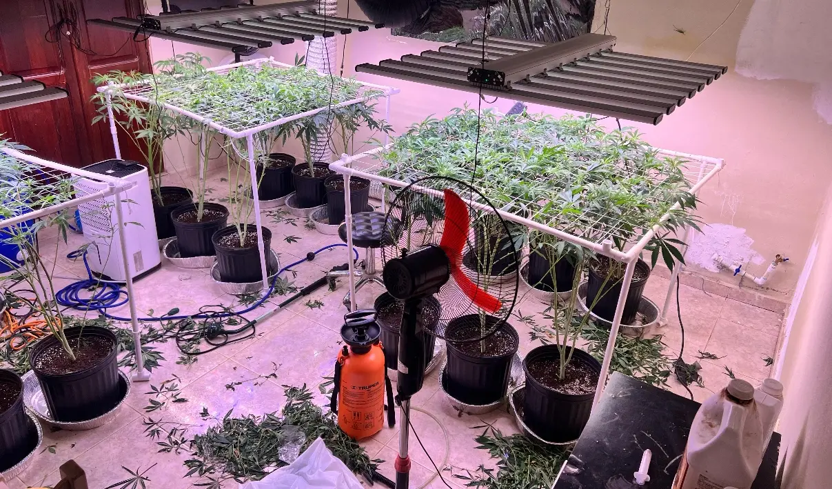 Desmantelan vivero cultivaban marihuana