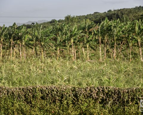 FAO allocates 9.3 million dollars to increase food production in Cuba