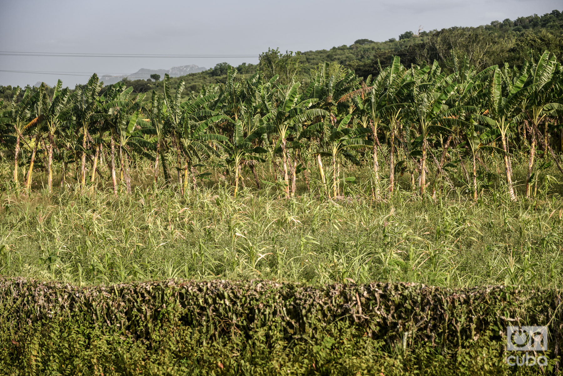 FAO allocates 9.3 million dollars to increase food production in Cuba