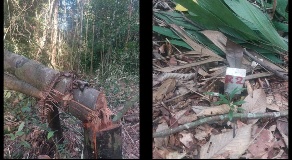 Green path denounces Ende for irregular execution of the transmission line project in Amazon