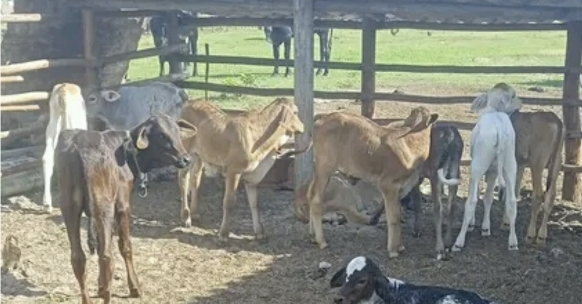 In Cuba, only 2.9 million cows have been saved from poor management and four