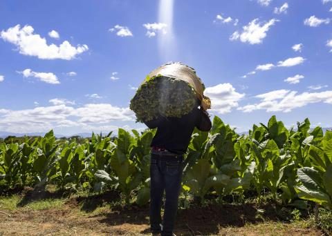 Loans to tobacco reactivate cultivation in Dajabón and Santiago Rodríguez