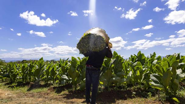 Loans to tobacco reactivate cultivation in Dajabón and Santiago Rodríguez