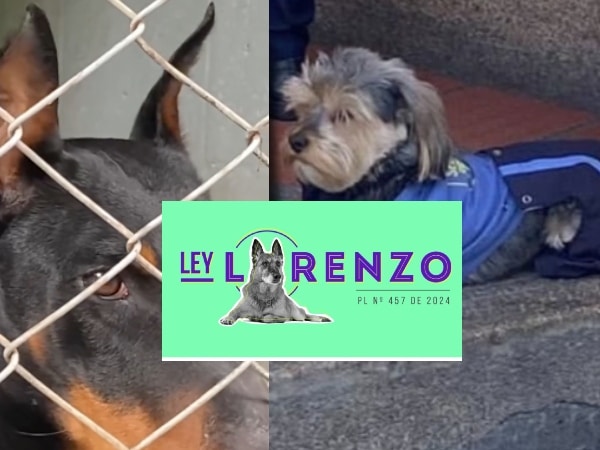 La Ley Lorenzo: un paso decisivo para la protección de perros en seguridad privada