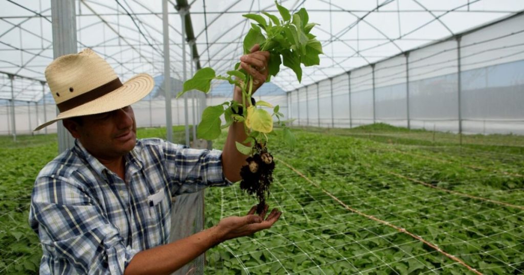 Mexican economy fell into the fourth quarter of 2024