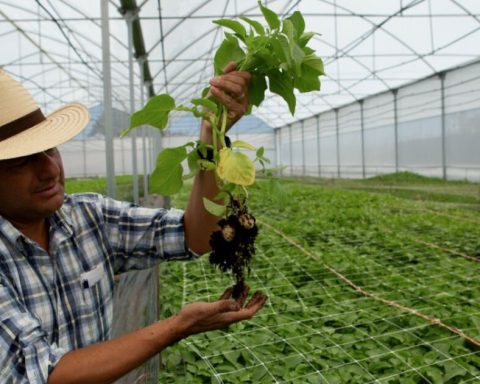 Mexican economy fell into the fourth quarter of 2024