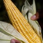 Mexico cancels restrictions on the use of transgenic corn after failure in favor of the US