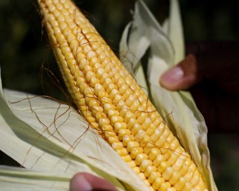 Mexico cancels restrictions on the use of transgenic corn after failure in favor of the US