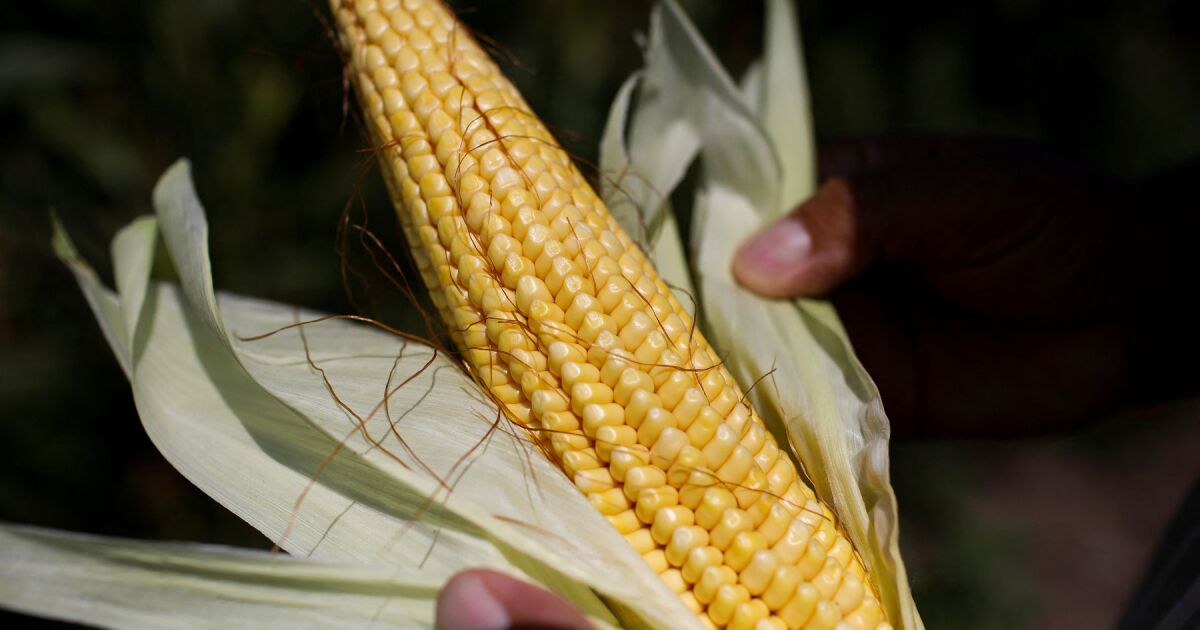 Mexico cancels restrictions on the use of transgenic corn after failure in favor of the US