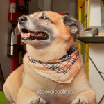 Mono, the dog celebrity and tour guide in Seville, the Magic People of Valle del Cauca