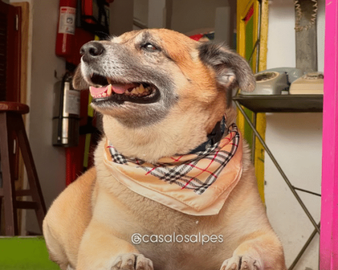 Mono, the dog celebrity and tour guide in Seville, the Magic People of Valle del Cauca