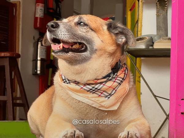 Mono, the dog celebrity and tour guide in Seville, the Magic People of Valle del Cauca