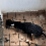 Outrage in Bucaramanga for the death of a dog; He spent more than 20 days without food on a balcony