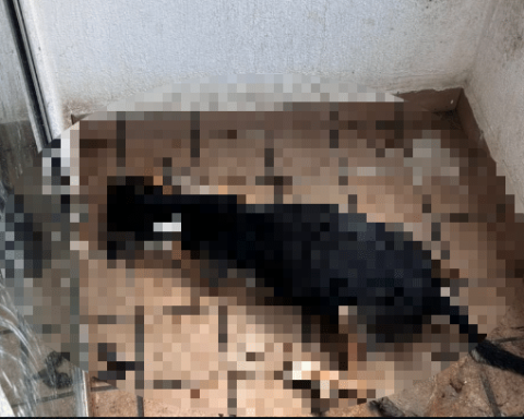 Outrage in Bucaramanga for the death of a dog; He spent more than 20 days without food on a balcony