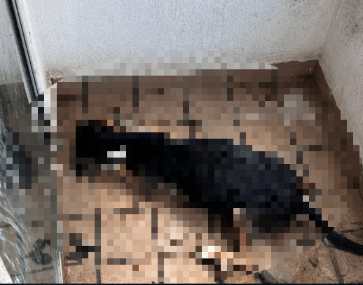 Outrage in Bucaramanga for the death of a dog; He spent more than 20 days without food on a balcony