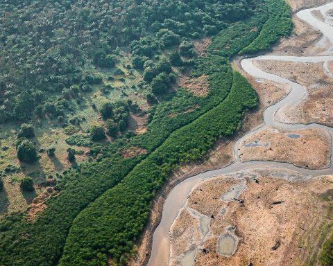 Research with bacteria in the Amazon can develop new medicines