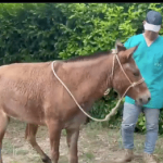 Sympathetic, the mule who saved after falling into a mine in Tibu, now waits for her prosthesis to walk again